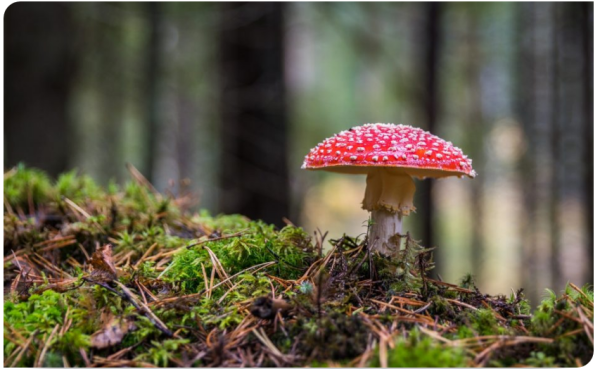 EIT Climate-KIC strengthens biodiversity through systems change