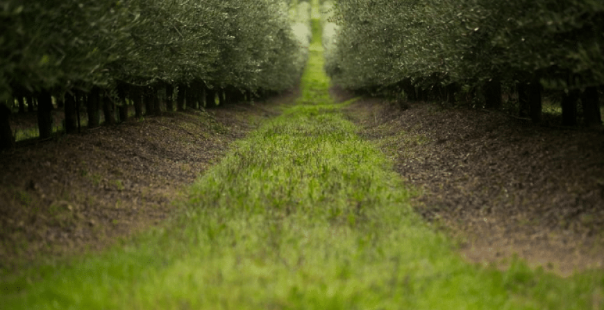 Inside Europe’s Shift to Climate- Neutral Farming