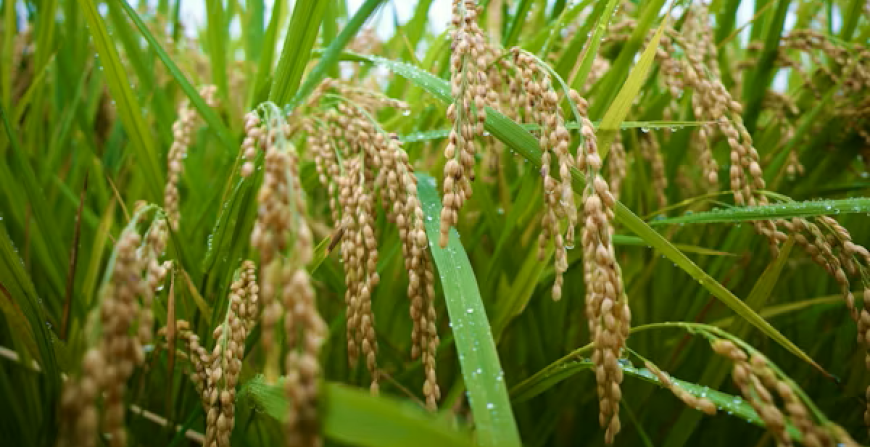 Call for EIT Food Country Representatives