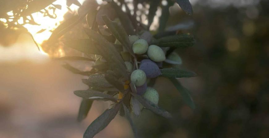 Towards Climate-Neutral Agriculture: System Insights From ClieNFarms