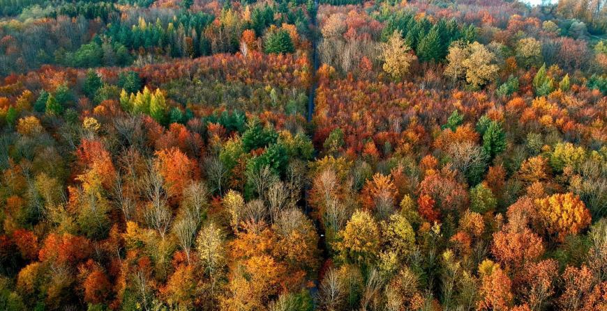 Why Every Business Must Buy Into Biodiversity 